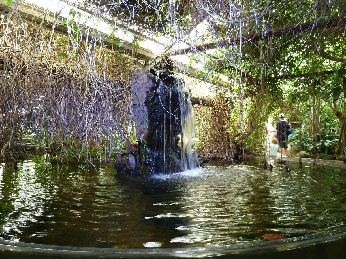 Fjarilshuset (Butterfly House), Стокгольм: лучшие советы перед посещением -  Tripadvisor