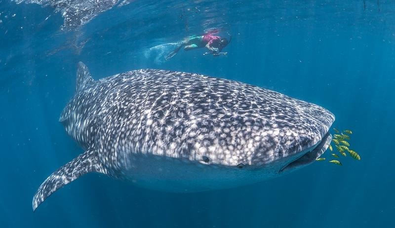 best whale shark guide cancun mexico stella