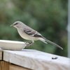 MountainSongBird