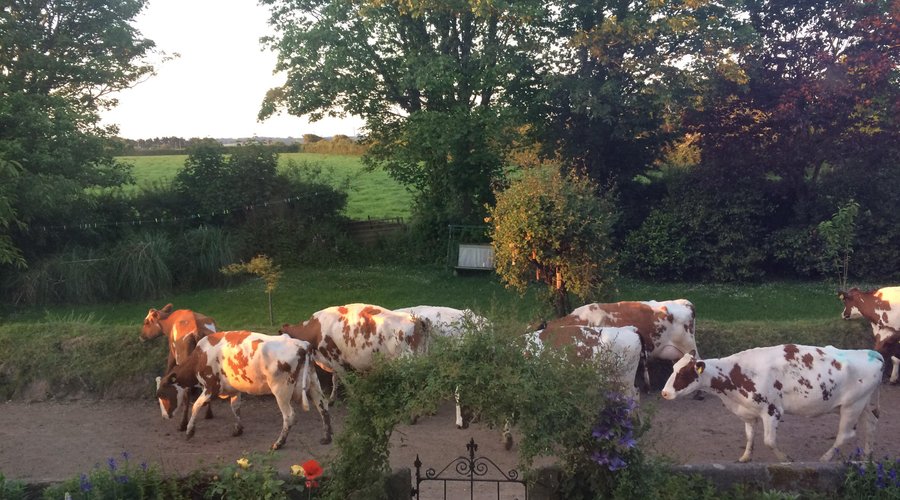 Cows from the diary farm.