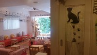 Cute angry cat haha - didn't move from top shelf - can't touch cats up  there – Foto de Cat Cafe Hapineko, Shibuya - Tripadvisor