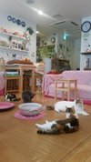 Cute angry cat haha - didn't move from top shelf - can't touch cats up  there – Foto de Cat Cafe Hapineko, Shibuya - Tripadvisor