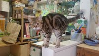 Cute angry cat haha - didn't move from top shelf - can't touch cats up  there – Foto de Cat Cafe Hapineko, Shibuya - Tripadvisor