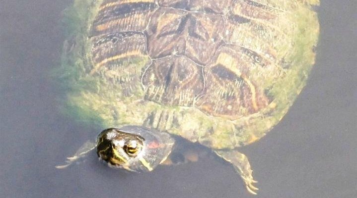 Turtles!