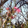 inna_05