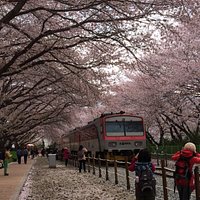 Great place for photo taking. One of the cherry blossom places MUST go