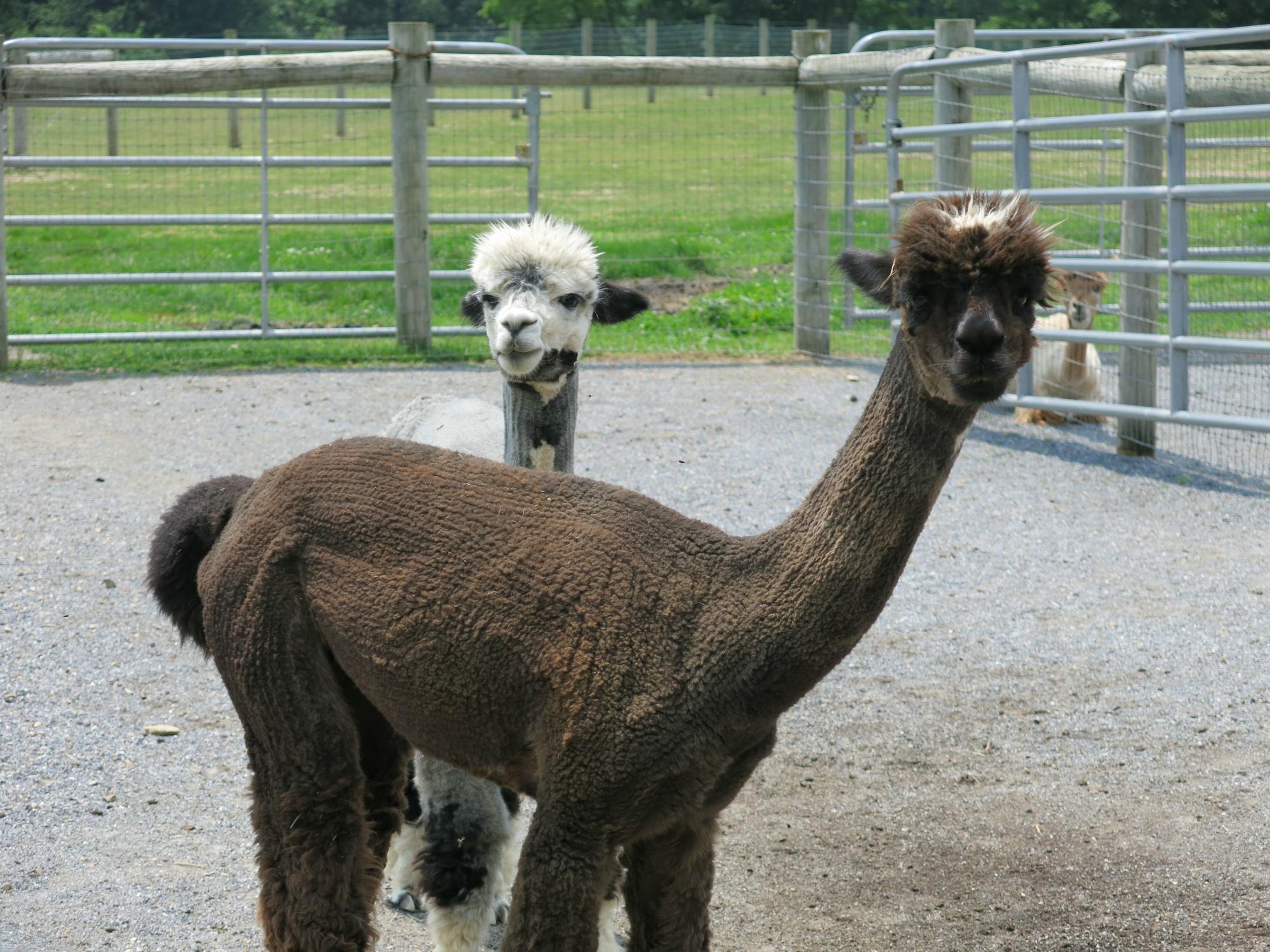 Eastland Alpacas - All You Need to Know BEFORE You Go (with Photos)