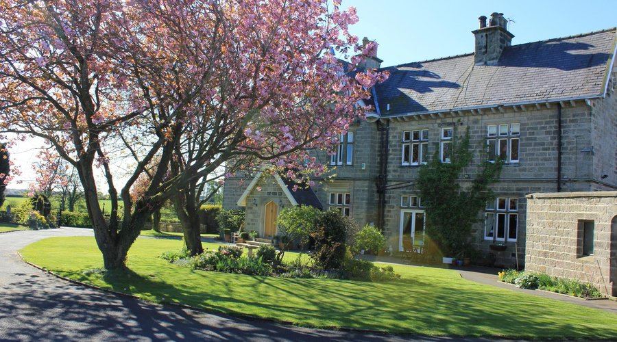 Hazel Manor's cherry trees in Spring