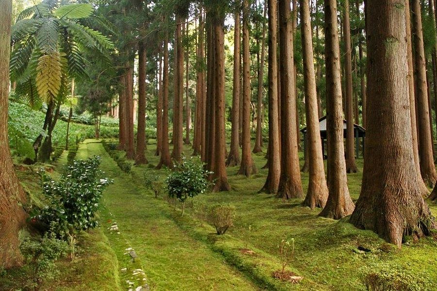 Reserva Florestal de Recreio de Fontinhas image