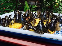 Melaka Butterfly And Reptile Sanctuary Ayer Keroh 2021 All You Need To Know Before You Go With Photos Ayer Keroh Malaysia Tripadvisor