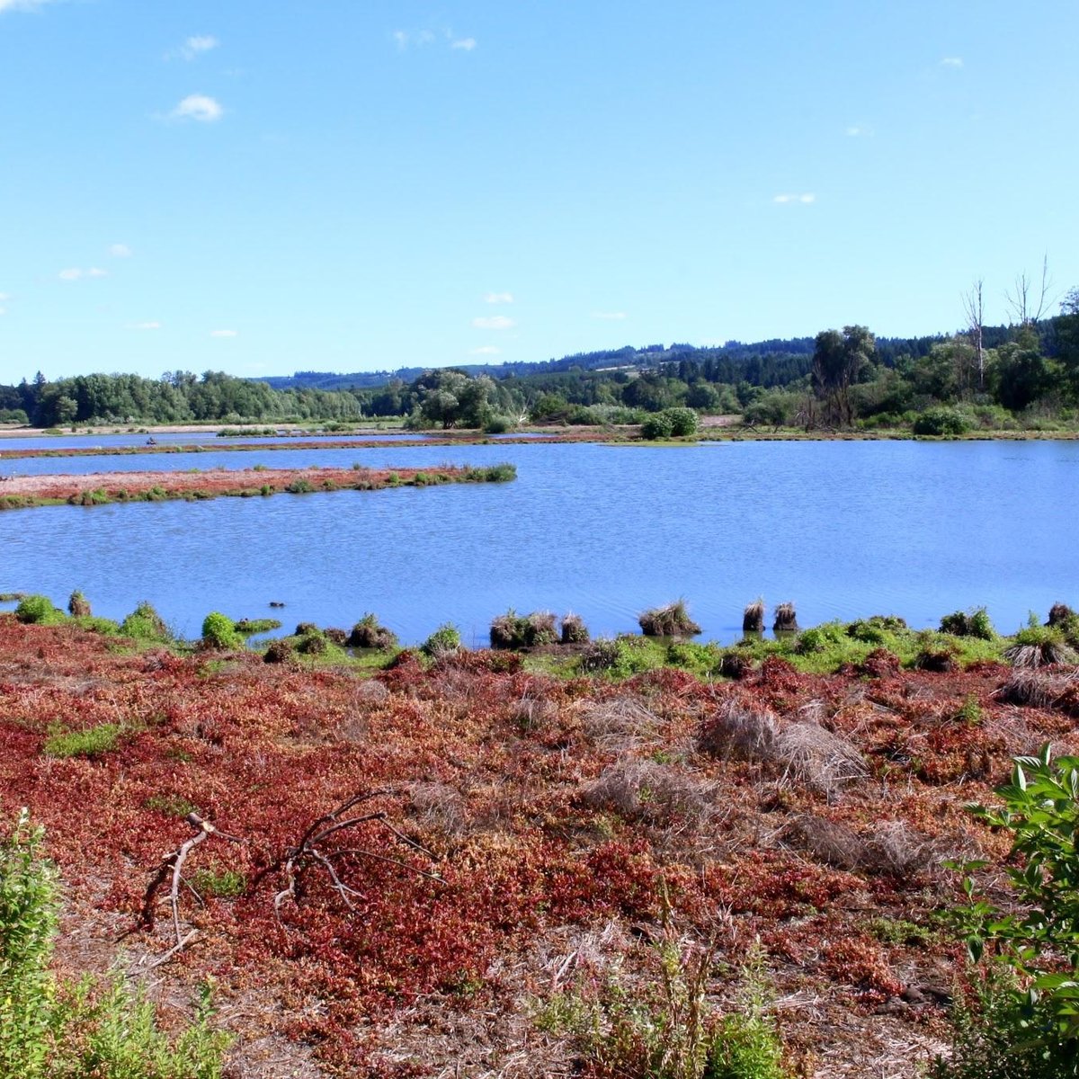 FERNHILL WETLANDS PARK (Forest Grove) - All You Need to Know BEFORE You Go 