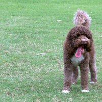 Bonita Springs Dog Park - All You Need To Know Before You Go