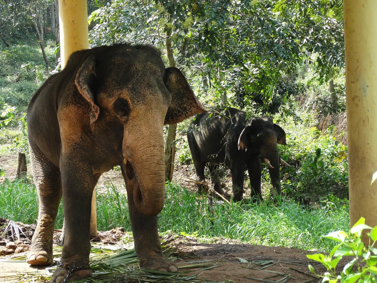 Elephant Rehabilitation Centre, Тируванантапурам (Тривандрум): лучшие  советы перед посещением - Tripadvisor