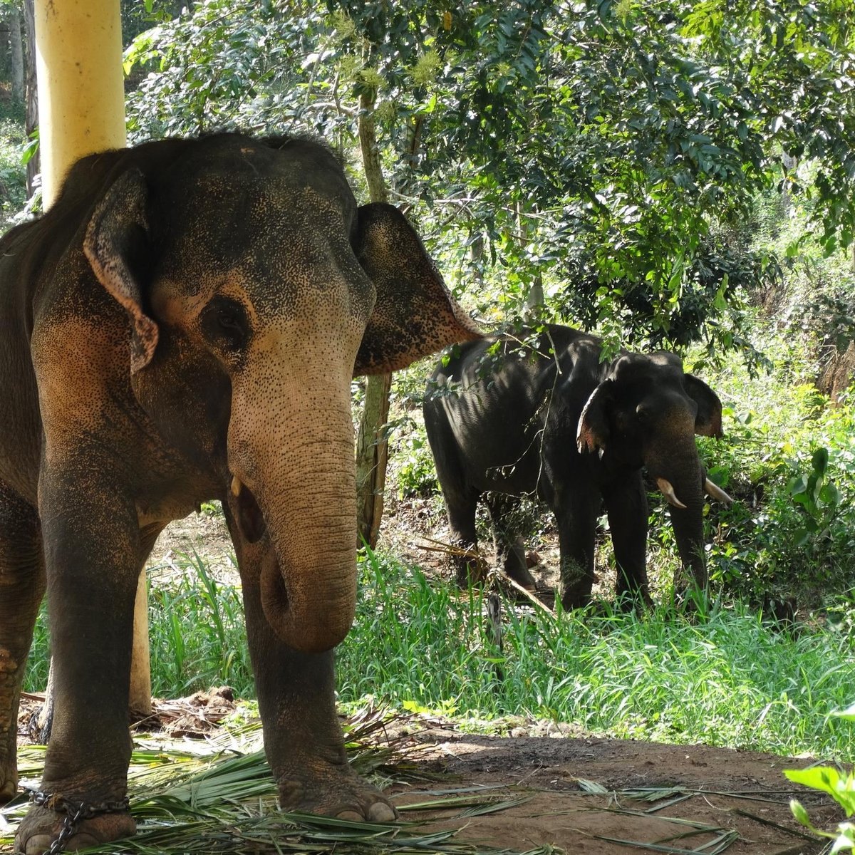 Elephant Rehabilitation Centre, Тируванантапурам (Тривандрум): лучшие  советы перед посещением - Tripadvisor