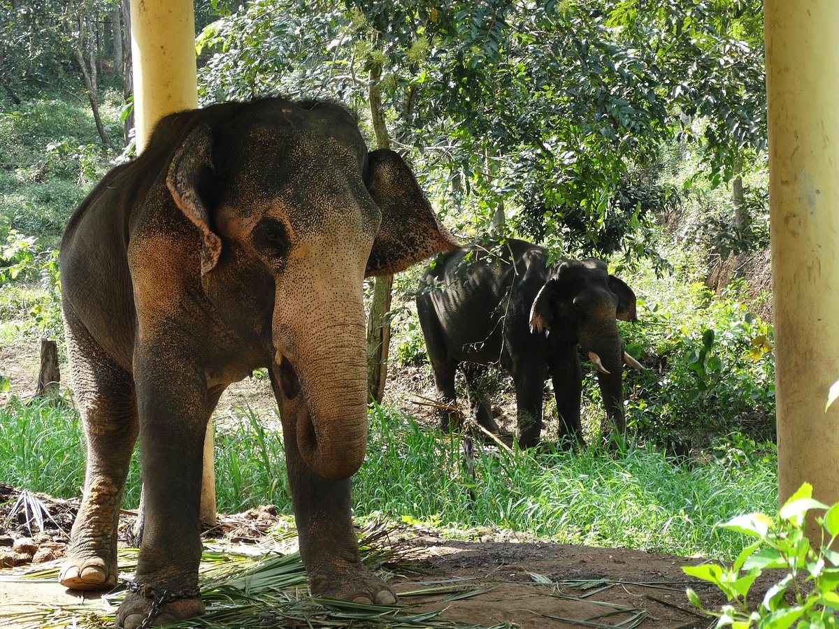 Elephant Rehabilitation Centre (Thiruvananthapuram (Trivandrum)) - All You Need to Know BEFORE You Go Elephant Rehabilitation Centre (Thiruvananthapuram (Trivandrum)) - All You Need to Know BEFORE You Go