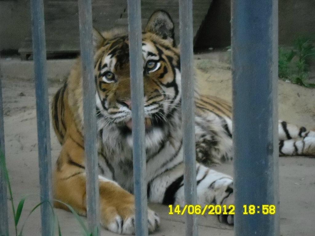 Belgorod Zoo - Lohnt es sich? Aktuell für 2024 (Mit fotos)