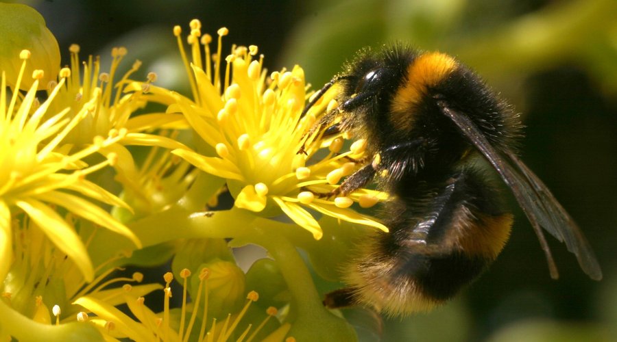 Spring pollinators in action