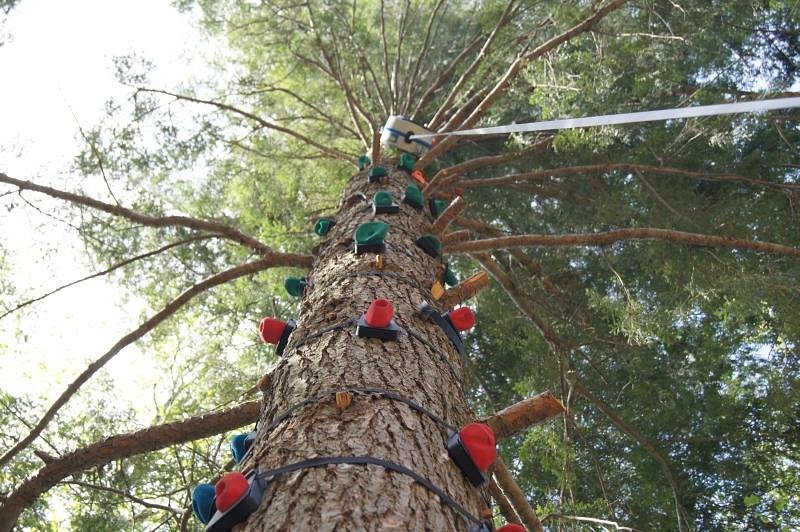 Exploring the canopy: Tree climbing training to better study what's up  there! - Association Anoulak