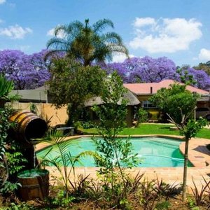 Pool, with Jacaranda flowers in back