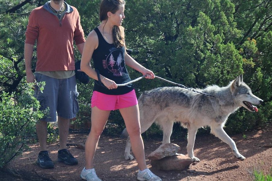 Colorado Wolf Adventures image