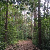 Puu Pia Hiking Trail