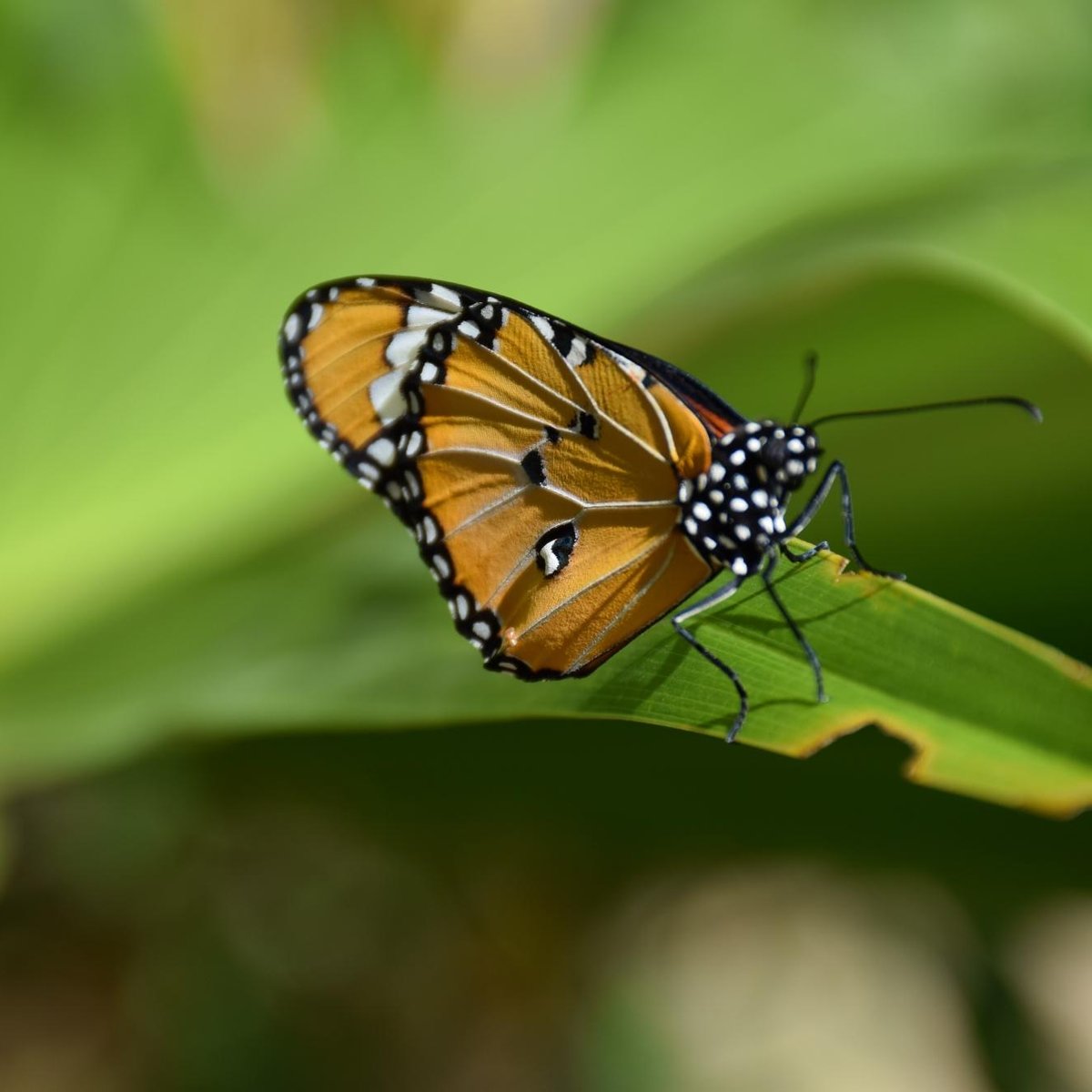 Zanzibar Butterfly Centre, Занзибар: лучшие советы перед посещением -  Tripadvisor