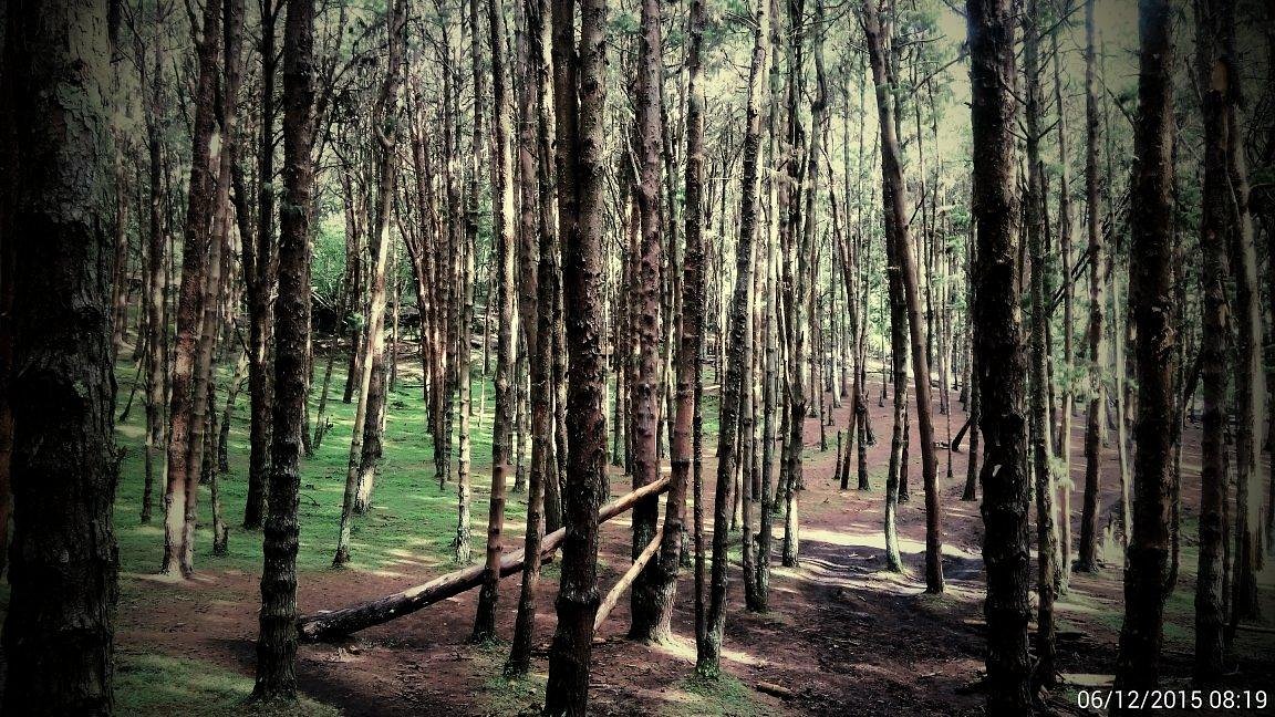 Pine Forests