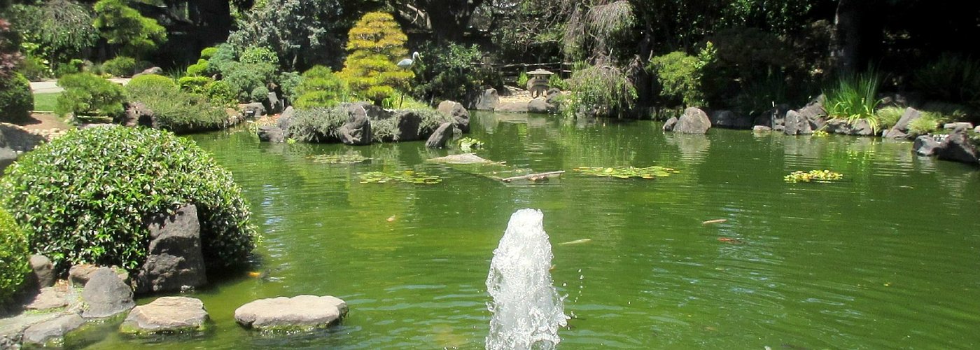 Koi, Fountain and Pond, San Mateo Japanese Garden, San Mateo, Ca