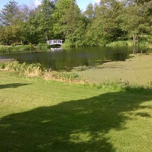 The duckpond
