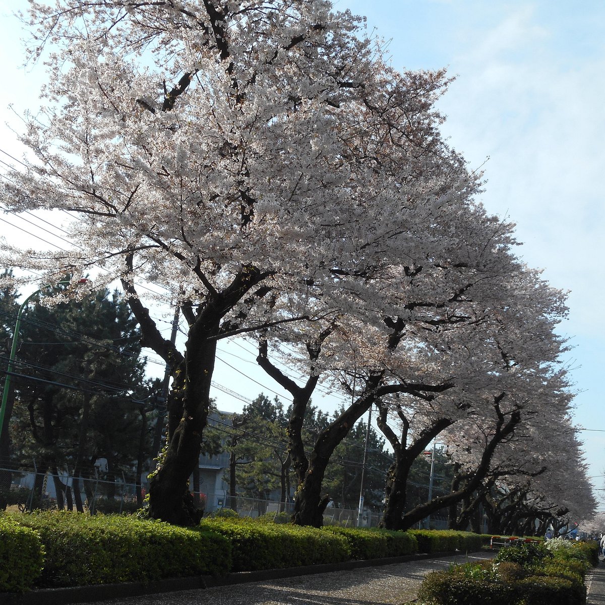 Blossom trees перевод