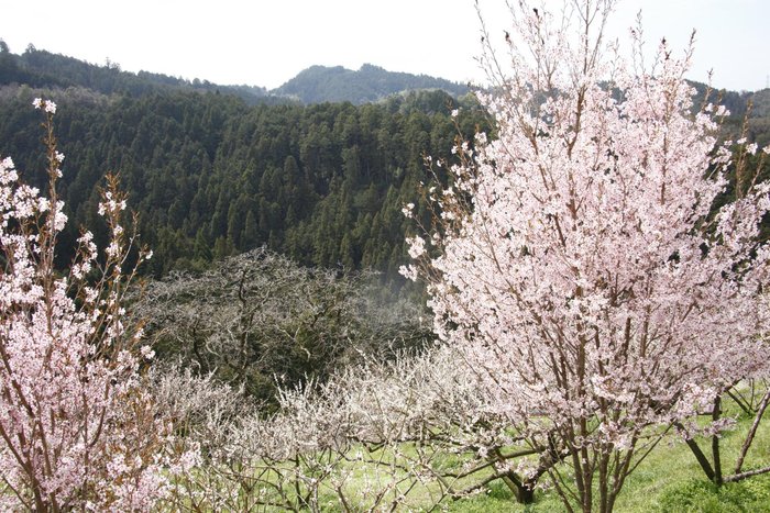 広橋梅林