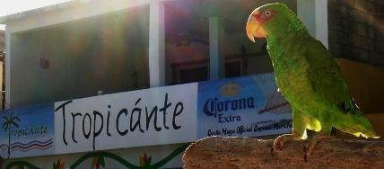 Polly want a Taco!