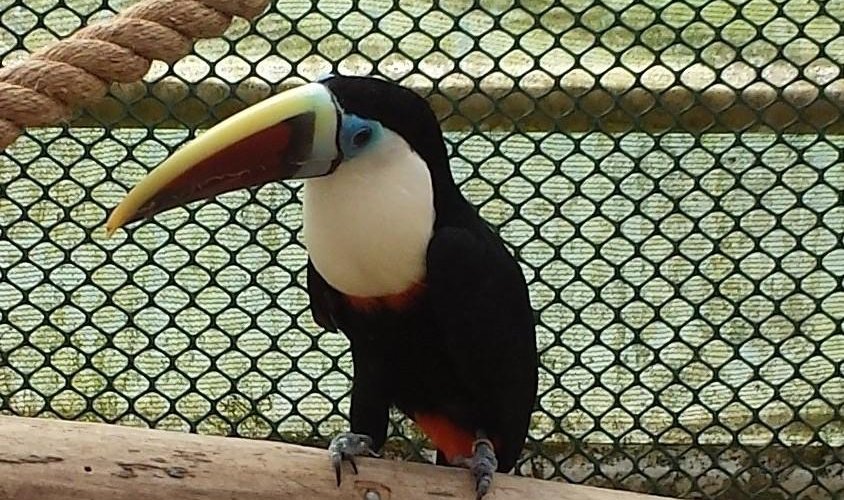 Tic-Tac the Toucan