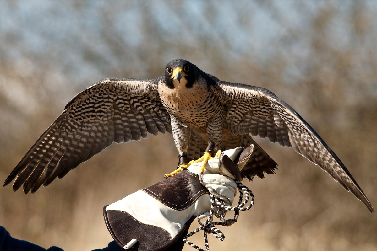 Senwick Falconry (Borgue, Scotland): Address, Phone Number - Tripadvisor