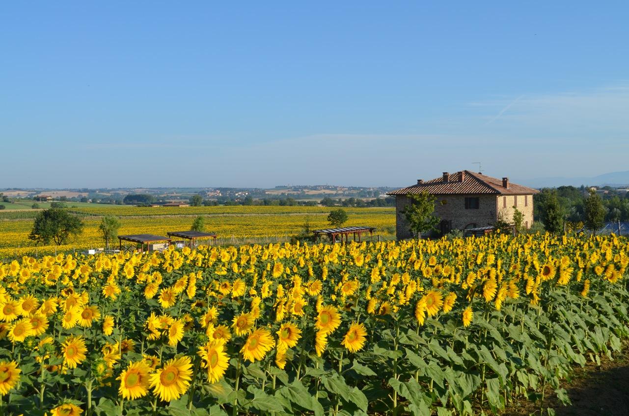 PODERE MOLINACCIO : Prezzi E Recensioni (2024)