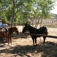 Lucky Luke Horse Riding