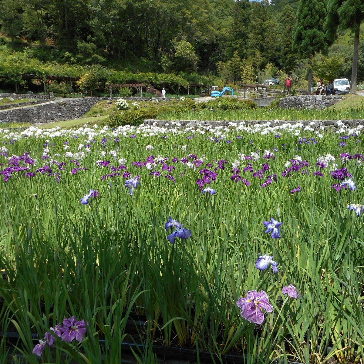 21年 播州山崎花菖蒲園 行く前に 見どころをチェック トリップアドバイザー