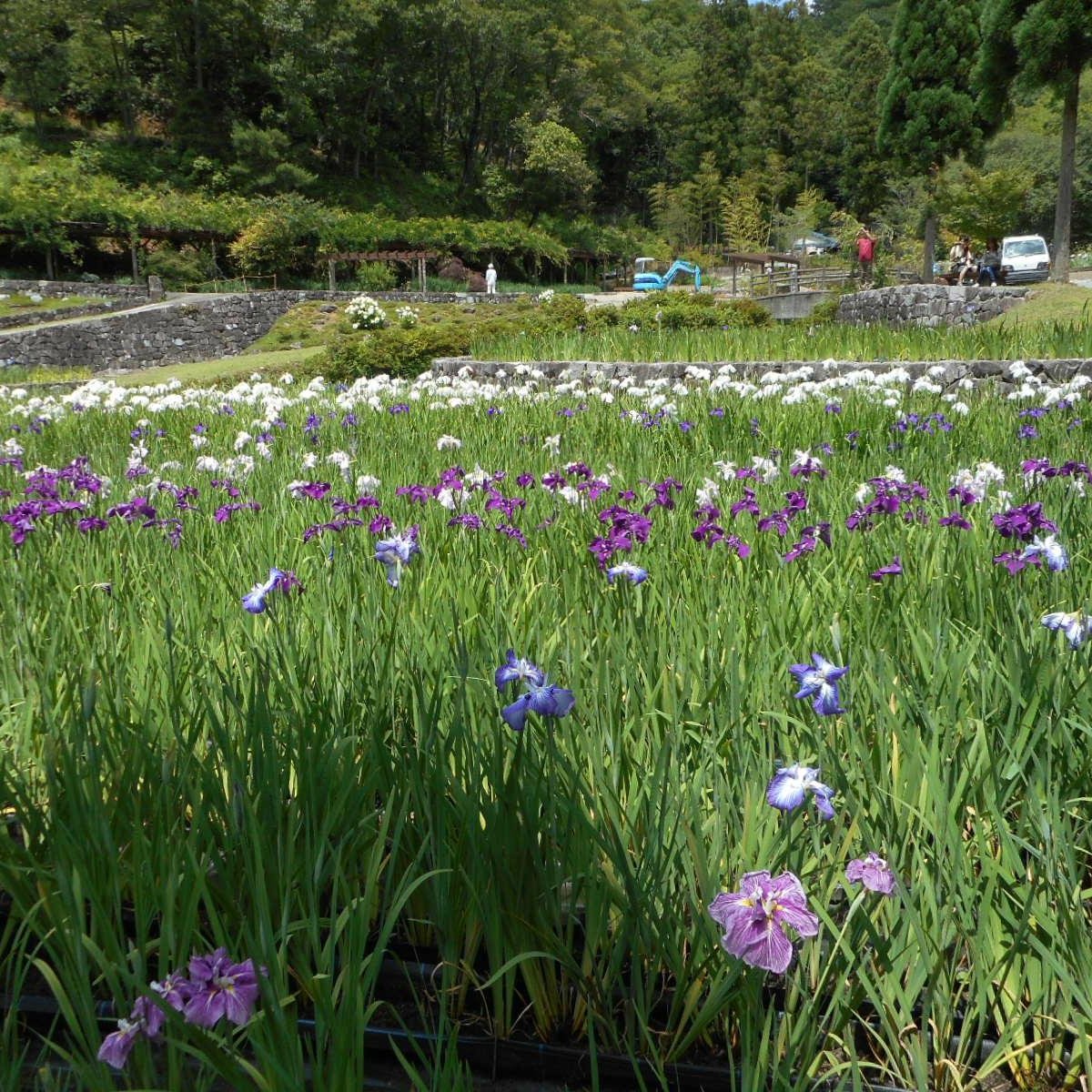 21年 播州山崎花菖蒲園 行く前に 見どころをチェック トリップアドバイザー