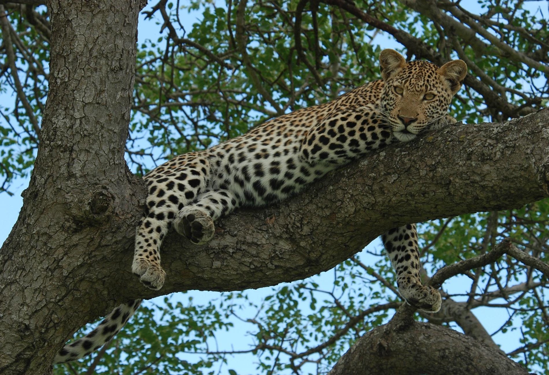 Makanyi Private Game Lodge | Luxury Safari South Africa by null