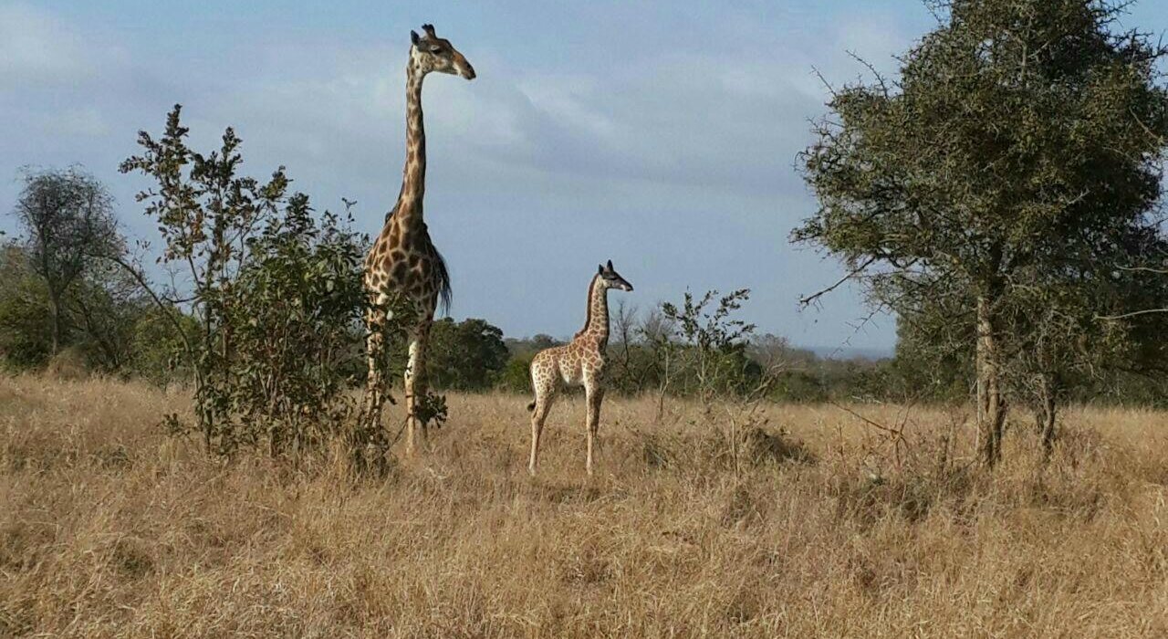 Makanyi Private Game Lodge | Luxury Safari South Africa by null