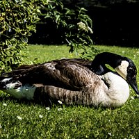 Animali presenti