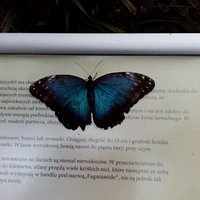 Schmetterling
