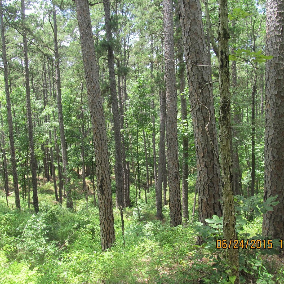 Mission Tejas State Park Texas Apparel Store