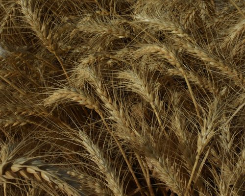 Wheat field