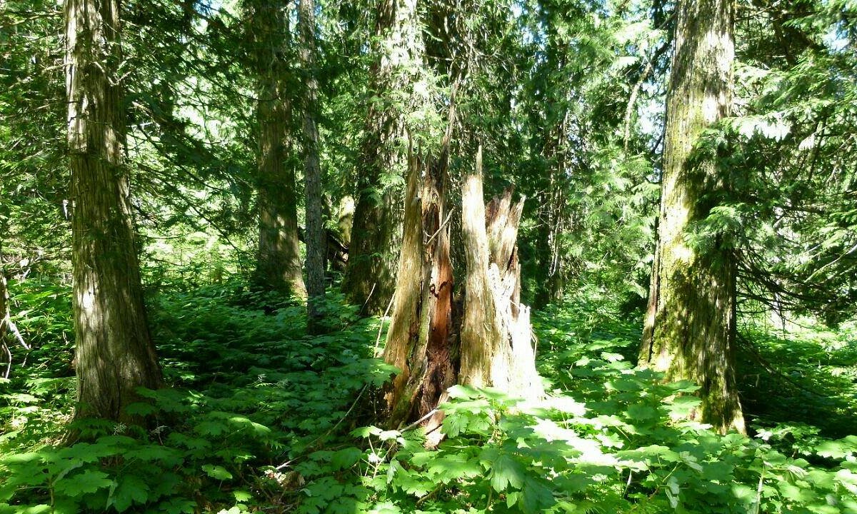 old wooden fishing boat, Vancouver Island, forest, British