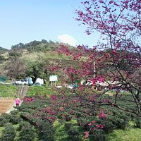 茶園櫻花