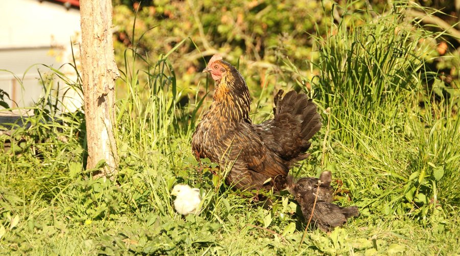 Gallina con sus polluelos