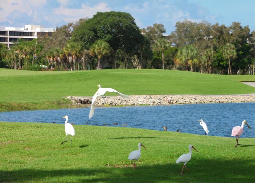 Hotel photo 87 of The Resort at Longboat Key Club.