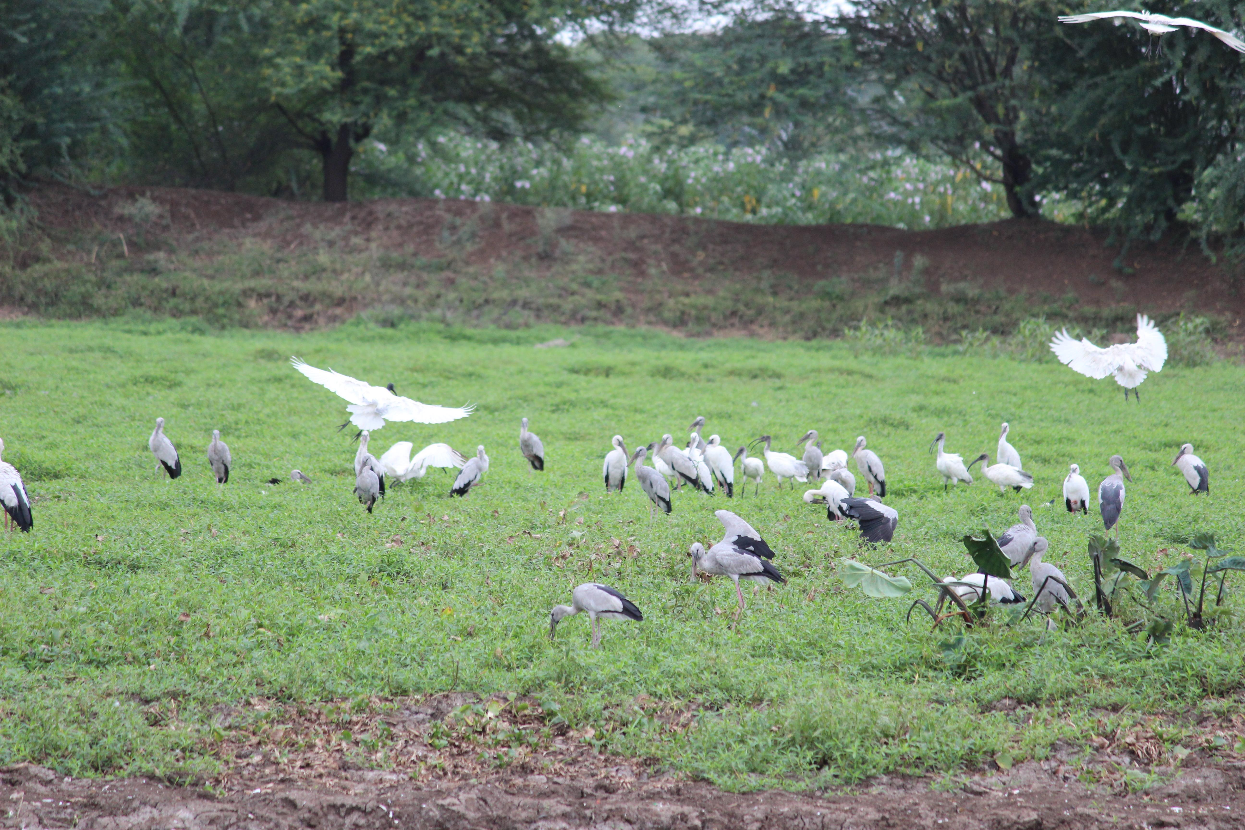 Nandur Madhyameshwar Bird Sanctuary - All You Need to Know BEFORE You Go  (with Photos)