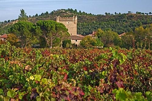 Imagen 10 de Bodega Castillo de Cuzcurrita